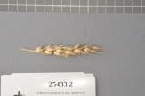 Click for 1 image(s) for this accession. Spike
